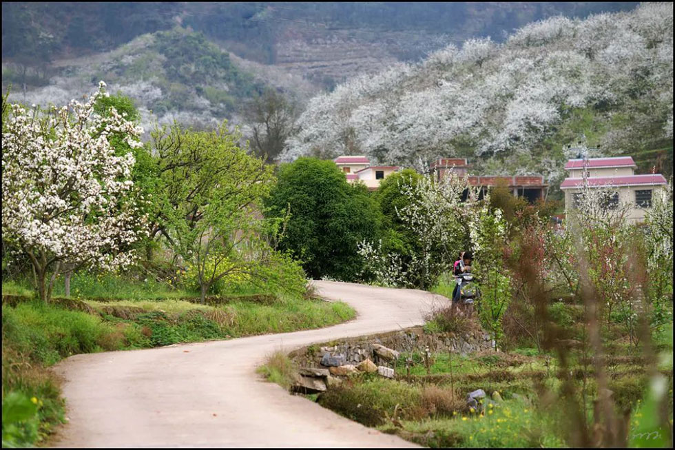 【春天,广西桂林灌阳县向您发出邀请!】我们在灌阳看梨花 - 游山玩水 - 唐山生活社区 - 唐山28生活网 ts.28life.com