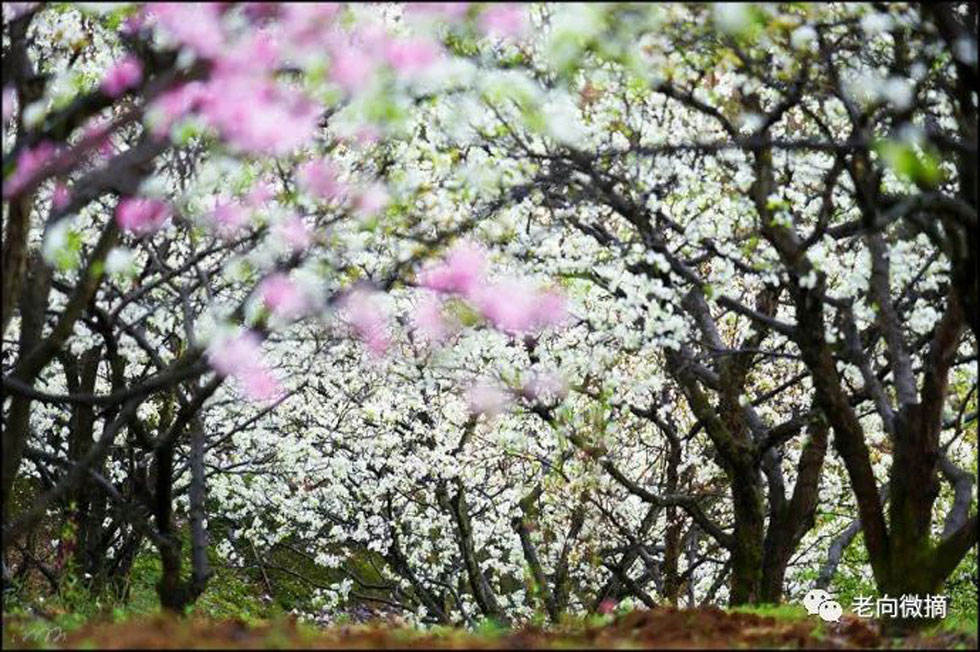 【春天,广西桂林灌阳县向您发出邀请!】我们在灌阳看梨花 - 游山玩水 - 唐山生活社区 - 唐山28生活网 ts.28life.com