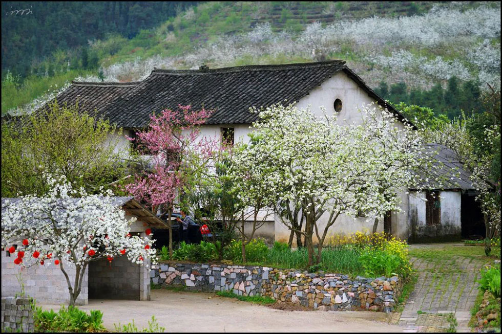 【春天,广西桂林灌阳县向您发出邀请!】我们在灌阳看梨花 - 游山玩水 - 唐山生活社区 - 唐山28生活网 ts.28life.com