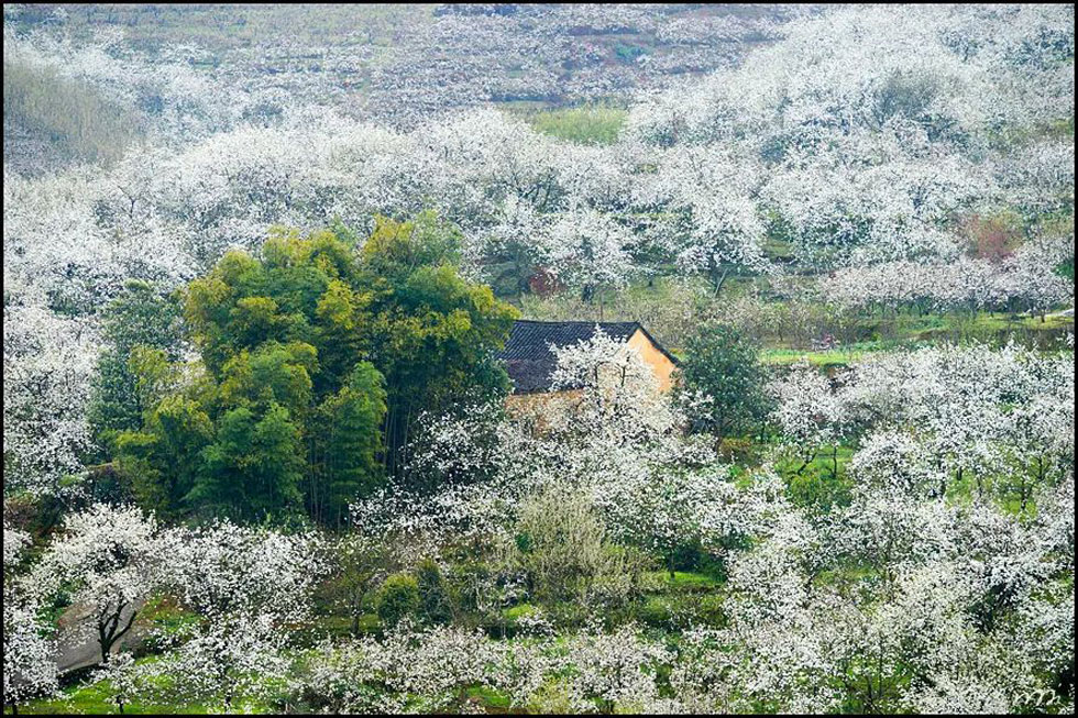 【春天,广西桂林灌阳县向您发出邀请!】我们在灌阳看梨花 - 游山玩水 - 唐山生活社区 - 唐山28生活网 ts.28life.com