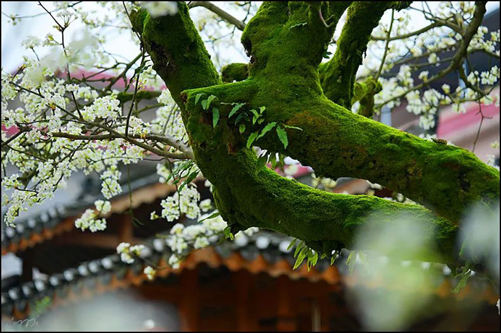 【春天,广西桂林灌阳县向您发出邀请!】我们在灌阳看梨花 - 游山玩水 - 唐山生活社区 - 唐山28生活网 ts.28life.com