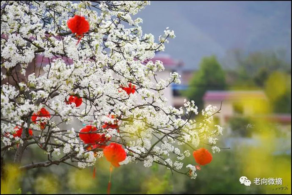 【春天,广西桂林灌阳县向您发出邀请!】我们在灌阳看梨花 - 游山玩水 - 唐山生活社区 - 唐山28生活网 ts.28life.com