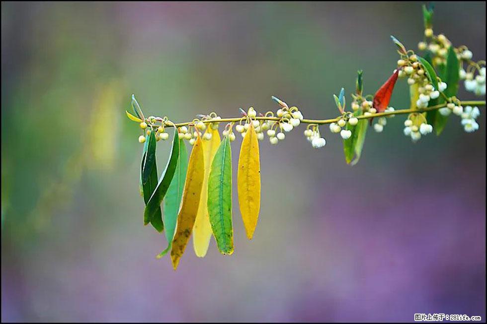 【春天,广西桂林灌阳县向您发出邀请!】米珠山前有片山苍子花在飘香 - 游山玩水 - 唐山生活社区 - 唐山28生活网 ts.28life.com