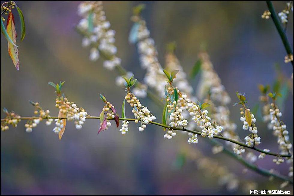 【春天,广西桂林灌阳县向您发出邀请!】米珠山前有片山苍子花在飘香 - 游山玩水 - 唐山生活社区 - 唐山28生活网 ts.28life.com