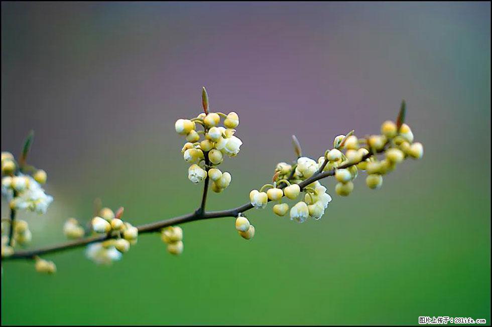 【春天,广西桂林灌阳县向您发出邀请!】米珠山前有片山苍子花在飘香 - 游山玩水 - 唐山生活社区 - 唐山28生活网 ts.28life.com
