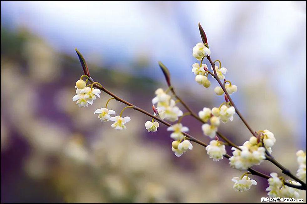 【春天,广西桂林灌阳县向您发出邀请!】米珠山前有片山苍子花在飘香 - 游山玩水 - 唐山生活社区 - 唐山28生活网 ts.28life.com