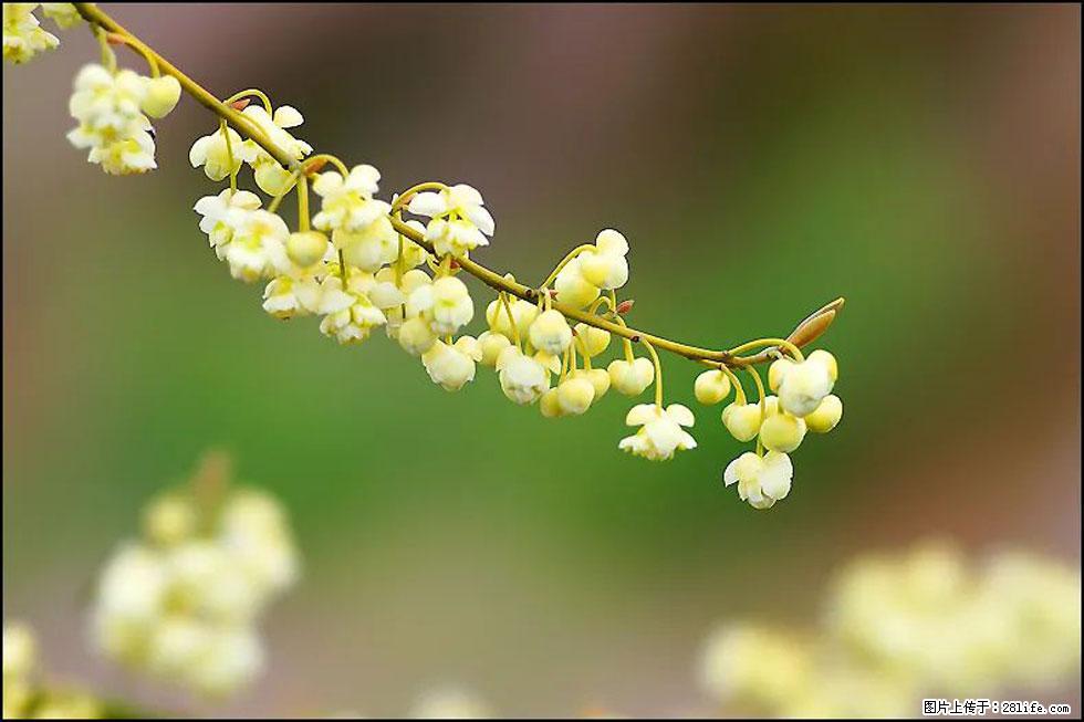 【春天,广西桂林灌阳县向您发出邀请!】米珠山前有片山苍子花在飘香 - 游山玩水 - 唐山生活社区 - 唐山28生活网 ts.28life.com