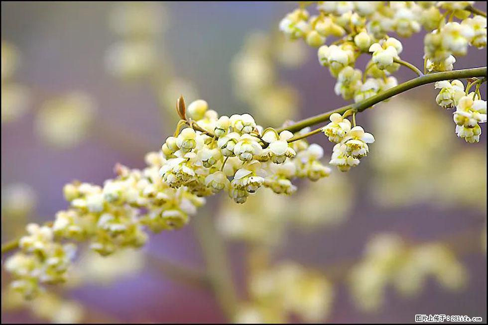 【春天,广西桂林灌阳县向您发出邀请!】米珠山前有片山苍子花在飘香 - 游山玩水 - 唐山生活社区 - 唐山28生活网 ts.28life.com