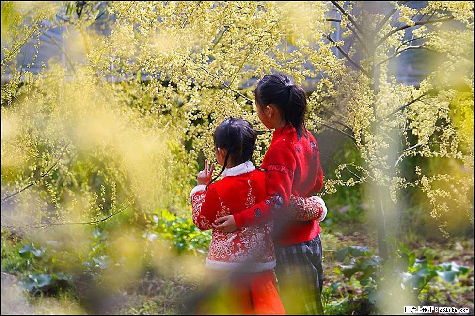 【春天,广西桂林灌阳县向您发出邀请!】米珠山前有片山苍子花在飘香 - 游山玩水 - 唐山生活社区 - 唐山28生活网 ts.28life.com