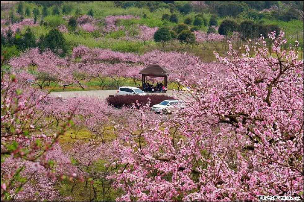 【春天,广西桂林灌阳县向您发出邀请!】官庄村有个醉美的桃花园 - 游山玩水 - 唐山生活社区 - 唐山28生活网 ts.28life.com