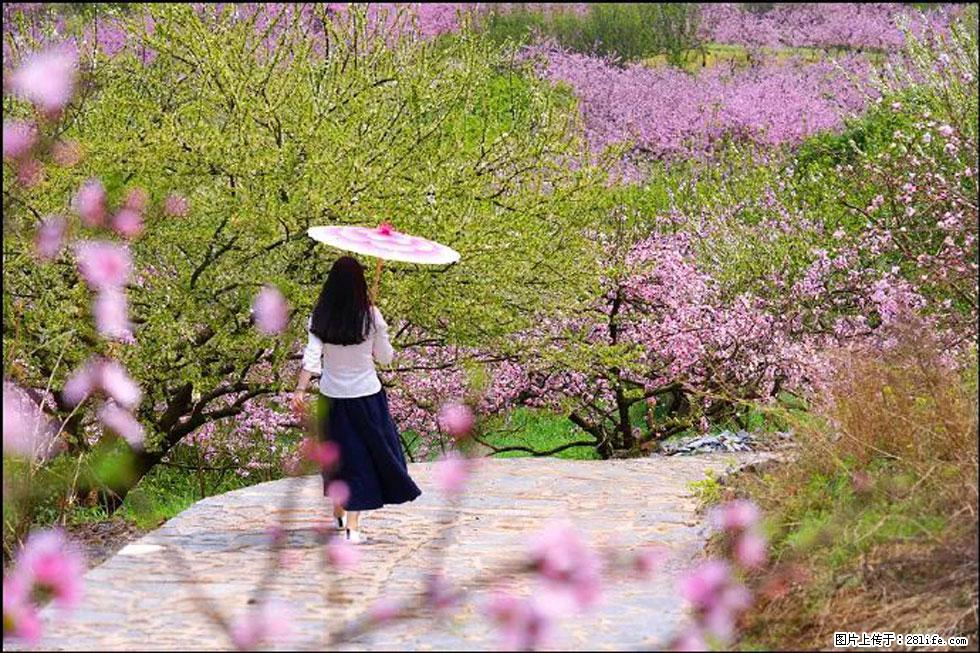 【春天,广西桂林灌阳县向您发出邀请!】官庄村有个醉美的桃花园 - 游山玩水 - 唐山生活社区 - 唐山28生活网 ts.28life.com