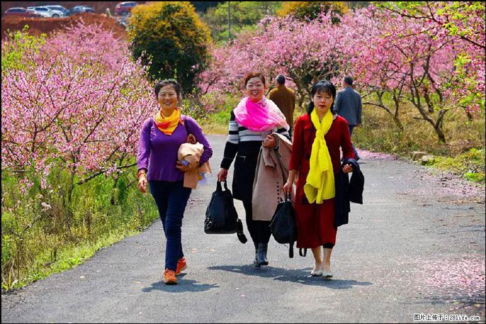 【春天,广西桂林灌阳县向您发出邀请!】官庄村有个醉美的桃花园 - 游山玩水 - 唐山生活社区 - 唐山28生活网 ts.28life.com