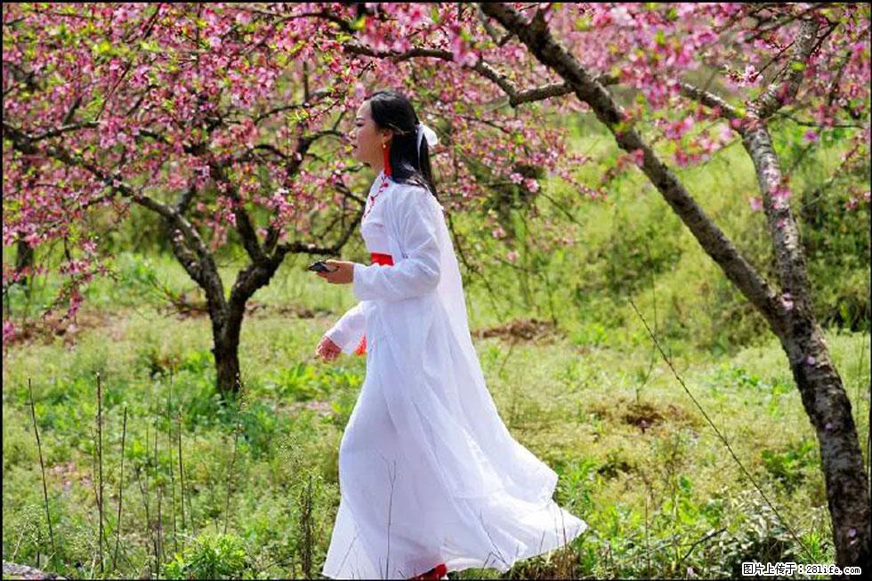 【春天,广西桂林灌阳县向您发出邀请!】官庄村有个醉美的桃花园 - 游山玩水 - 唐山生活社区 - 唐山28生活网 ts.28life.com