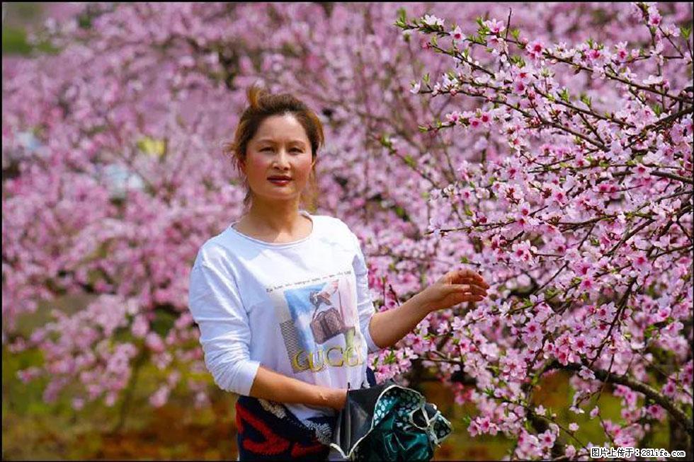 【春天,广西桂林灌阳县向您发出邀请!】官庄村有个醉美的桃花园 - 游山玩水 - 唐山生活社区 - 唐山28生活网 ts.28life.com