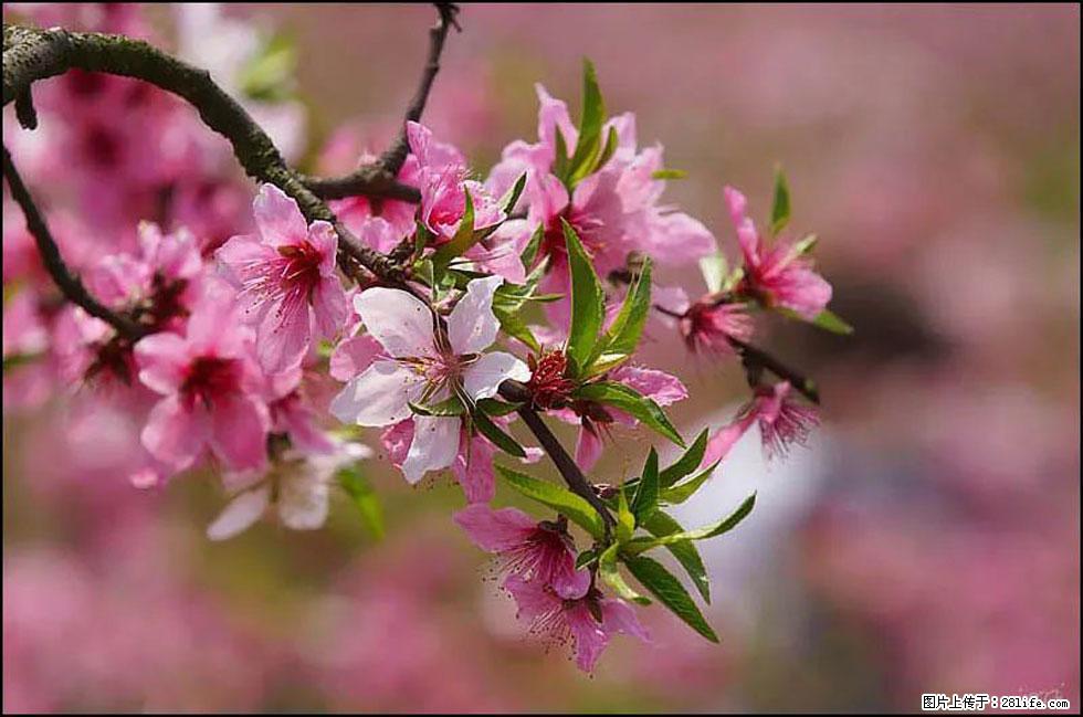 【春天,广西桂林灌阳县向您发出邀请!】官庄村有个醉美的桃花园 - 游山玩水 - 唐山生活社区 - 唐山28生活网 ts.28life.com