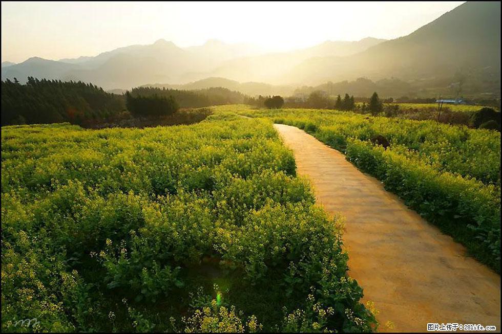 【春天,广西桂林灌阳县向您发出邀请!】长坪村油菜盛情花开 - 游山玩水 - 唐山生活社区 - 唐山28生活网 ts.28life.com