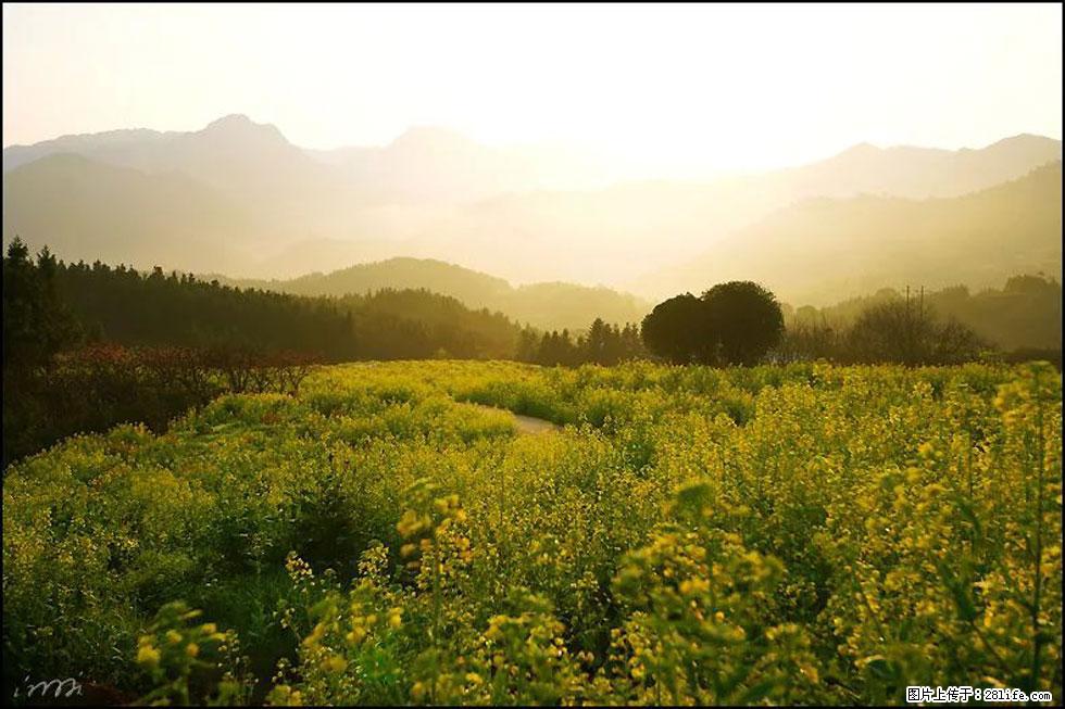 【春天,广西桂林灌阳县向您发出邀请!】长坪村油菜盛情花开 - 游山玩水 - 唐山生活社区 - 唐山28生活网 ts.28life.com