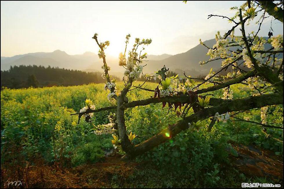 【春天,广西桂林灌阳县向您发出邀请!】长坪村油菜盛情花开 - 游山玩水 - 唐山生活社区 - 唐山28生活网 ts.28life.com