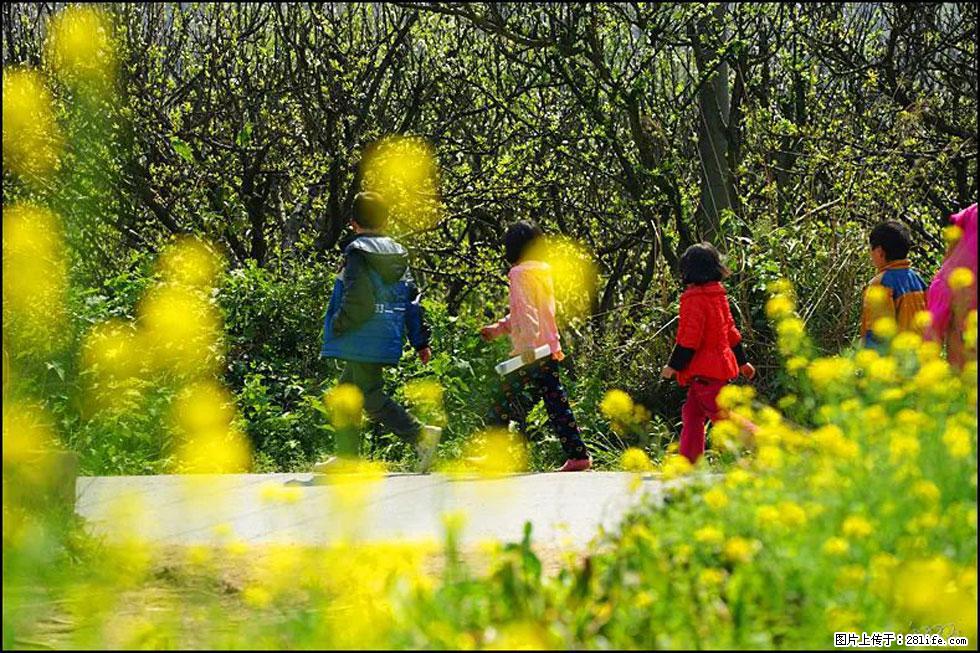 【春天,广西桂林灌阳县向您发出邀请!】长坪村油菜盛情花开 - 游山玩水 - 唐山生活社区 - 唐山28生活网 ts.28life.com