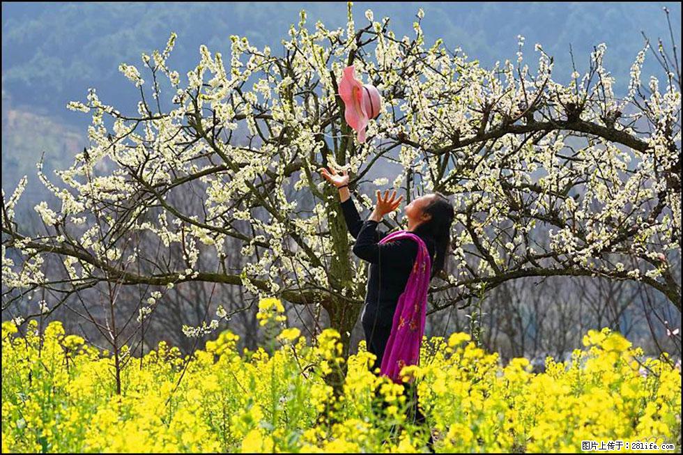 【春天,广西桂林灌阳县向您发出邀请!】长坪村油菜盛情花开 - 游山玩水 - 唐山生活社区 - 唐山28生活网 ts.28life.com