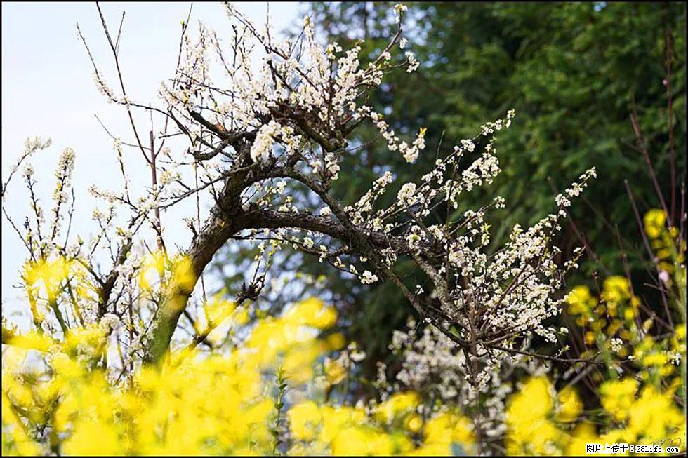 【春天,广西桂林灌阳县向您发出邀请!】长坪村油菜盛情花开 - 游山玩水 - 唐山生活社区 - 唐山28生活网 ts.28life.com