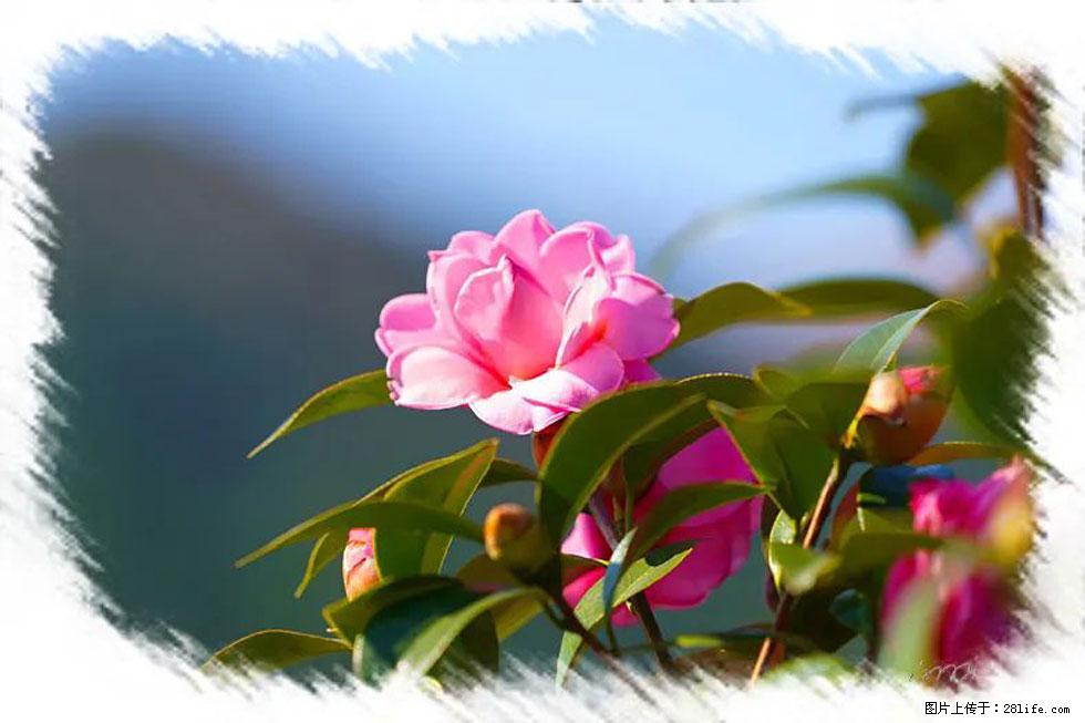 【春天,广西桂林灌阳县向您发出邀请!】杨柳井茶花惹人爱 - 游山玩水 - 唐山生活社区 - 唐山28生活网 ts.28life.com