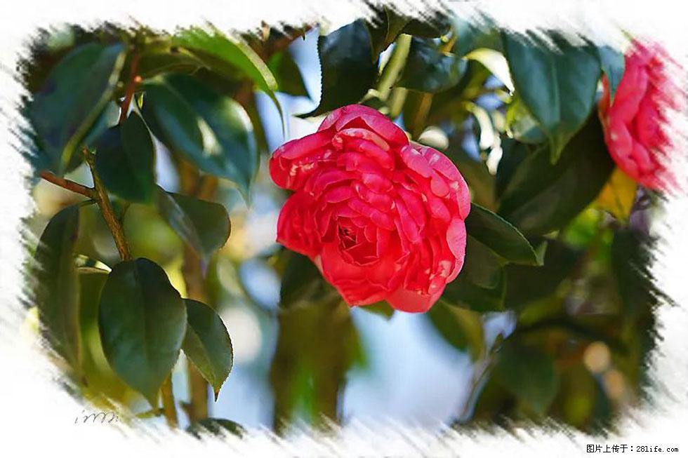 【春天,广西桂林灌阳县向您发出邀请!】杨柳井茶花惹人爱 - 游山玩水 - 唐山生活社区 - 唐山28生活网 ts.28life.com