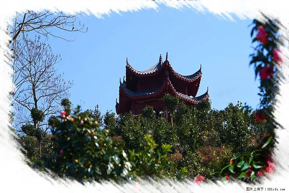 【春天,广西桂林灌阳县向您发出邀请!】杨柳井茶花惹人爱 - 游山玩水 - 唐山生活社区 - 唐山28生活网 ts.28life.com