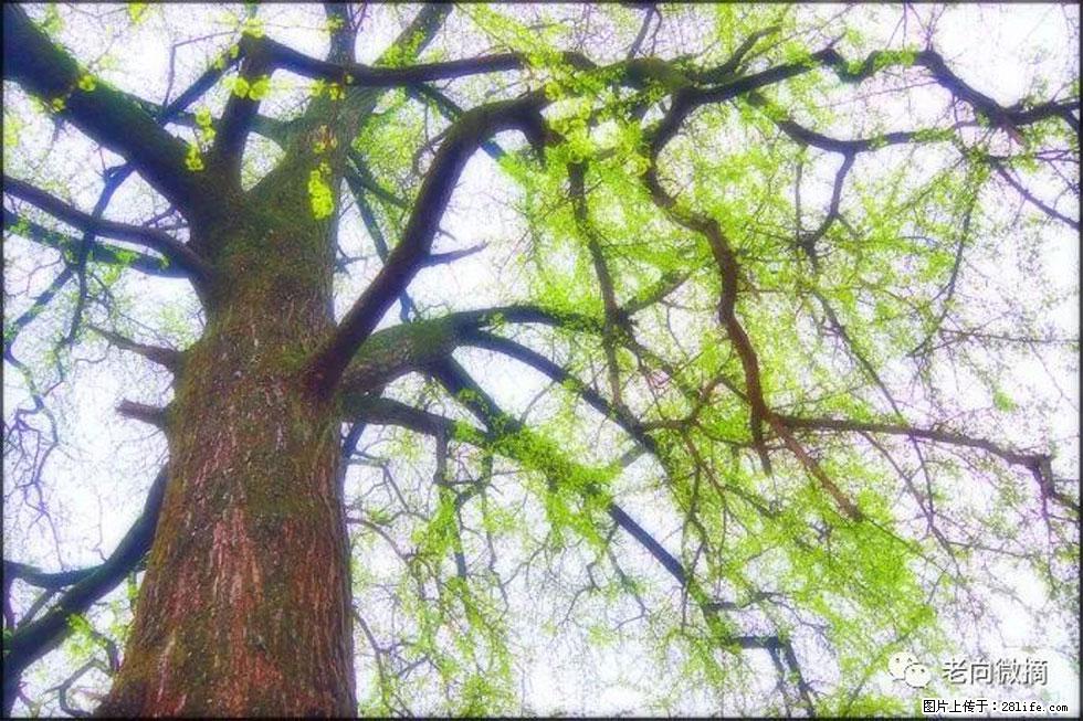 【春天，广西桂林灌阳县向您发出邀请！】在小龙村与春天约会 - 游山玩水 - 唐山生活社区 - 唐山28生活网 ts.28life.com