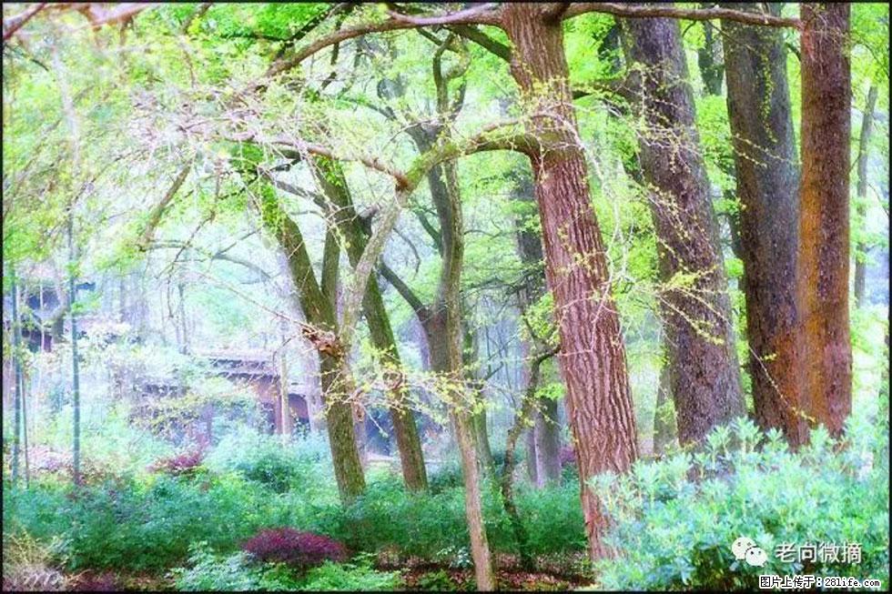 【春天，广西桂林灌阳县向您发出邀请！】在小龙村与春天约会 - 游山玩水 - 唐山生活社区 - 唐山28生活网 ts.28life.com