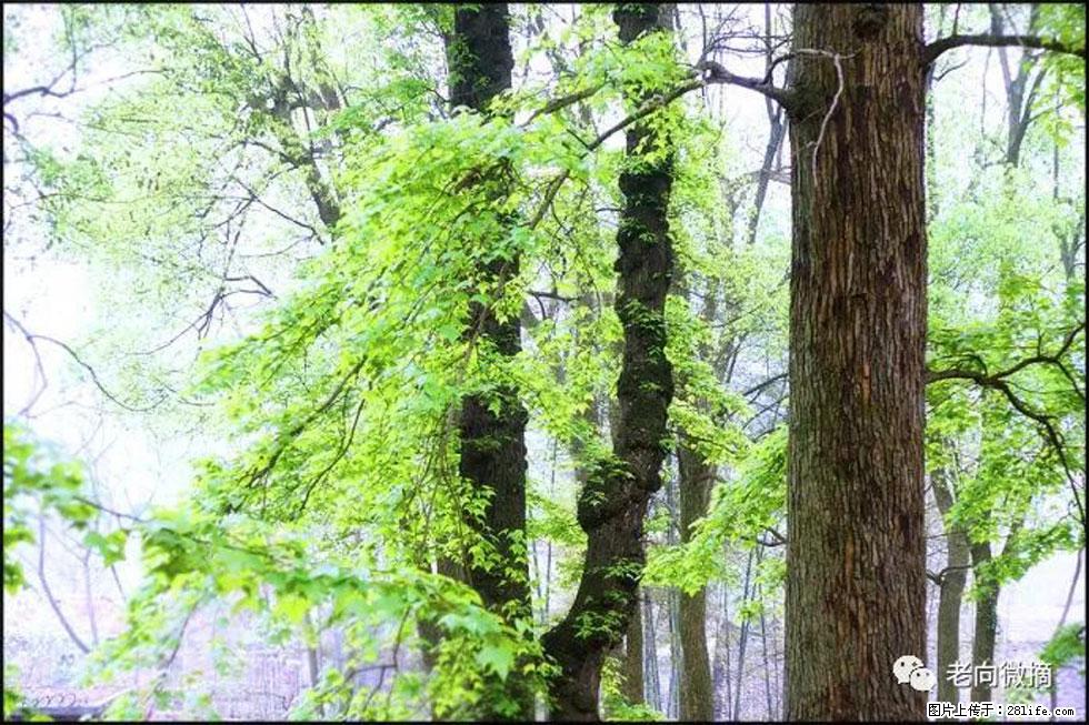 【春天，广西桂林灌阳县向您发出邀请！】在小龙村与春天约会 - 游山玩水 - 唐山生活社区 - 唐山28生活网 ts.28life.com