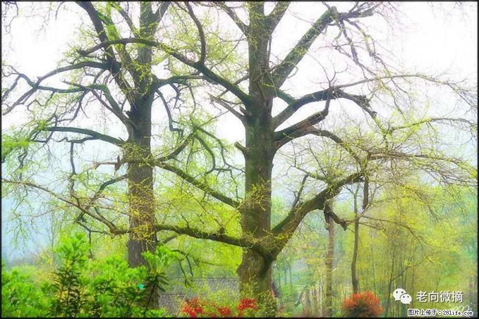 【春天，广西桂林灌阳县向您发出邀请！】在小龙村与春天约会 - 游山玩水 - 唐山生活社区 - 唐山28生活网 ts.28life.com