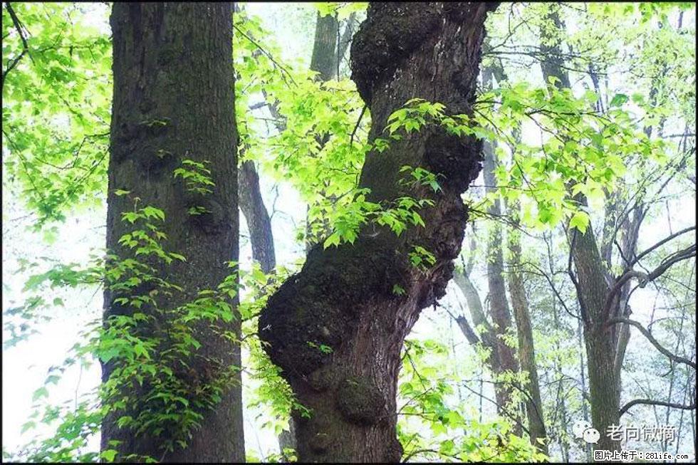 【春天，广西桂林灌阳县向您发出邀请！】在小龙村与春天约会 - 游山玩水 - 唐山生活社区 - 唐山28生活网 ts.28life.com