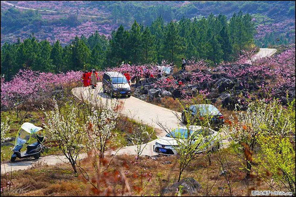 【春天，广西桂林灌阳县向您发出邀请！】望月岭上桃花开 - 游山玩水 - 唐山生活社区 - 唐山28生活网 ts.28life.com