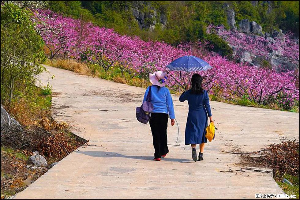 【春天，广西桂林灌阳县向您发出邀请！】望月岭上桃花开 - 游山玩水 - 唐山生活社区 - 唐山28生活网 ts.28life.com