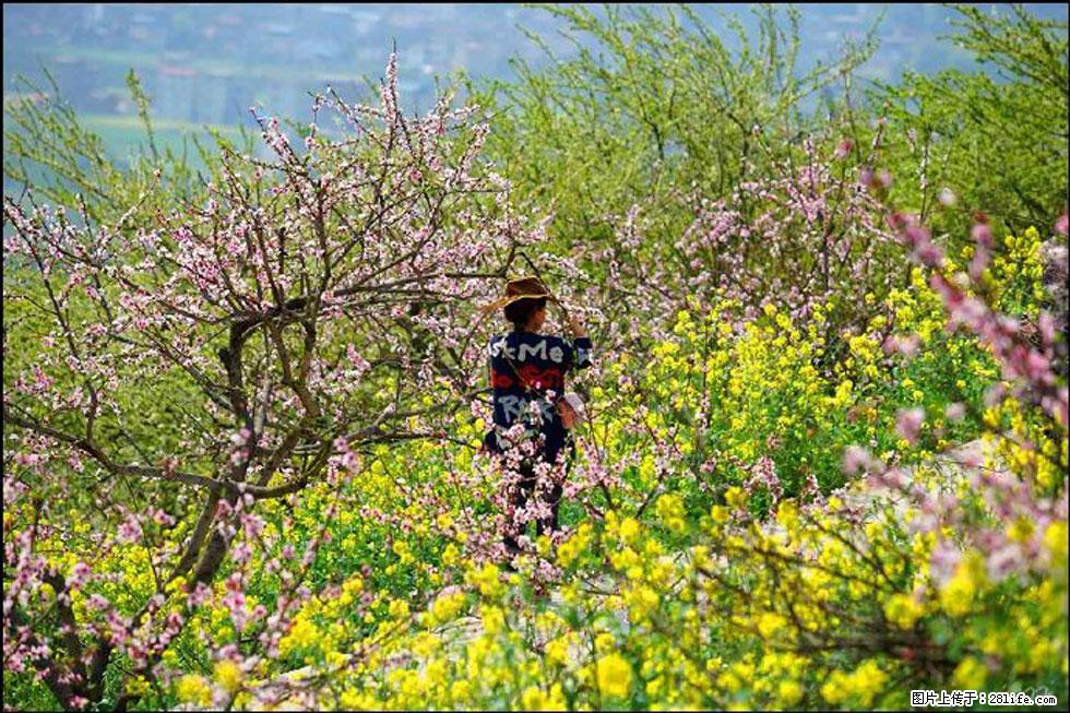 【春天，广西桂林灌阳县向您发出邀请！】望月岭上桃花开 - 游山玩水 - 唐山生活社区 - 唐山28生活网 ts.28life.com