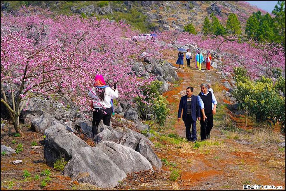 【春天，广西桂林灌阳县向您发出邀请！】望月岭上桃花开 - 游山玩水 - 唐山生活社区 - 唐山28生活网 ts.28life.com