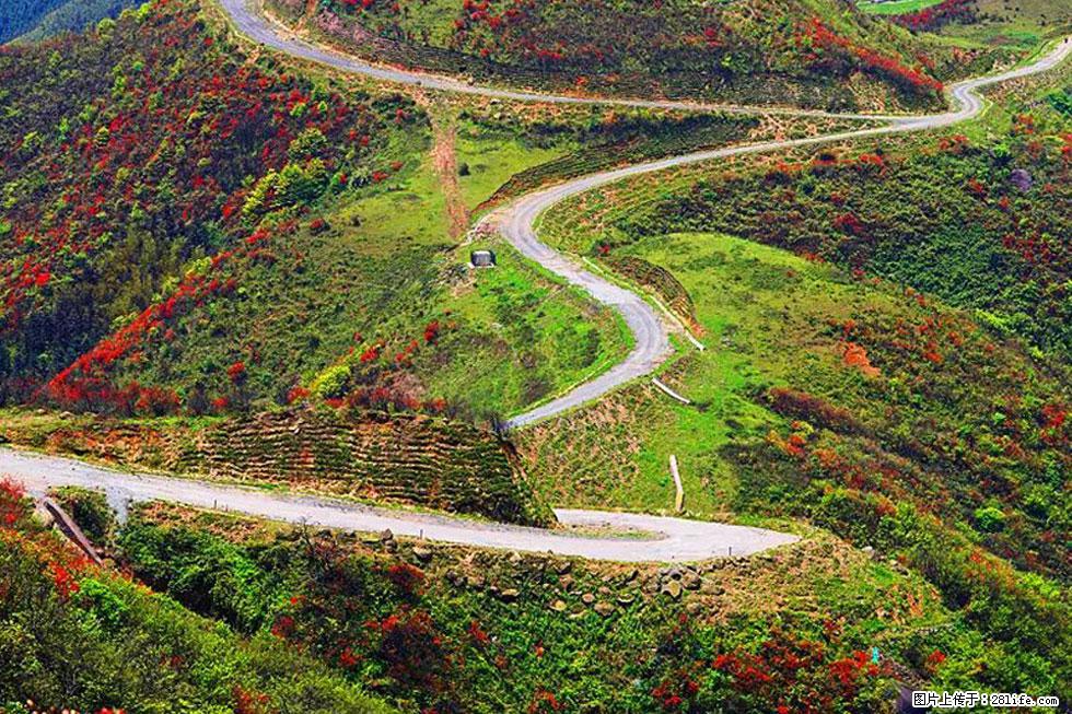 【春天，广西桂林灌阳县向您发出邀请！】春木界上映山红 - 游山玩水 - 唐山生活社区 - 唐山28生活网 ts.28life.com