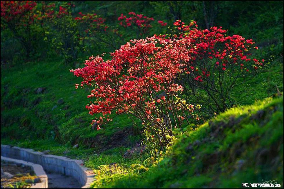 【春天，广西桂林灌阳县向您发出邀请！】春木界上映山红 - 游山玩水 - 唐山生活社区 - 唐山28生活网 ts.28life.com
