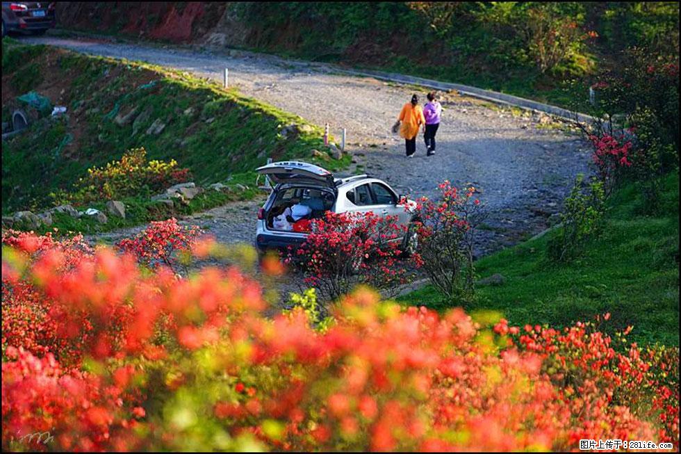 【春天，广西桂林灌阳县向您发出邀请！】春木界上映山红 - 游山玩水 - 唐山生活社区 - 唐山28生活网 ts.28life.com