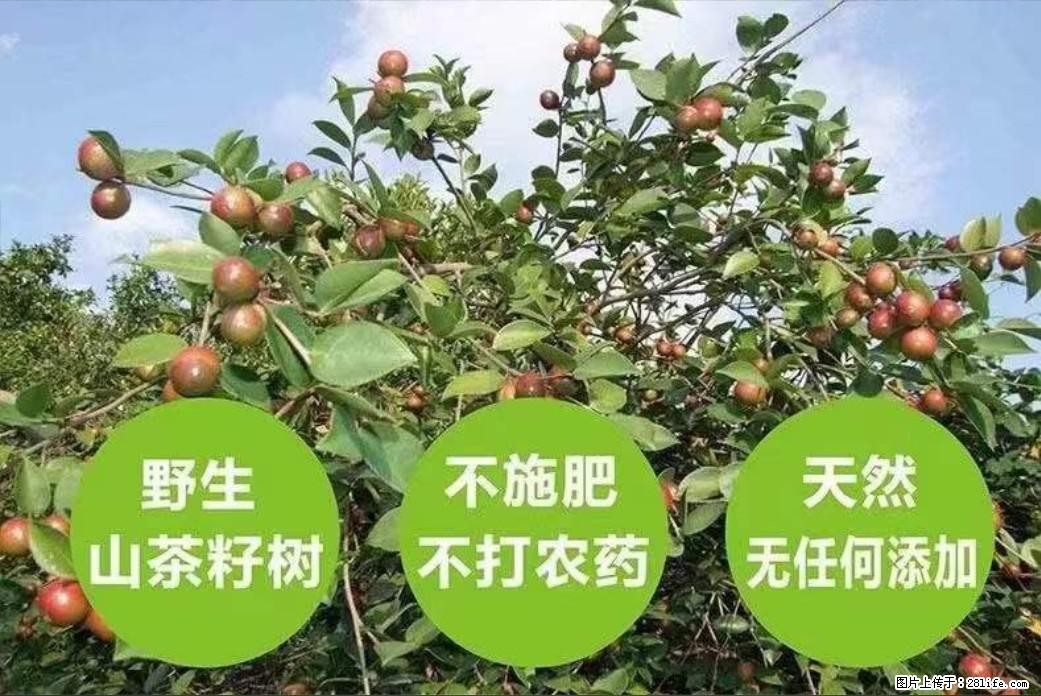 【灌阳县油茶产业示范区】一个有着充实的精神生活的人,对待身外之物自会有一种淡泊的态度 - 美食天地 - 唐山生活社区 - 唐山28生活网 ts.28life.com