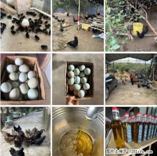 油茶园从小鸡仔开始养起的纯土鸡、土鸡蛋可以预定啦!还有前几天刚榨的纯山茶油哦 - 唐山28生活网 ts.28life.com