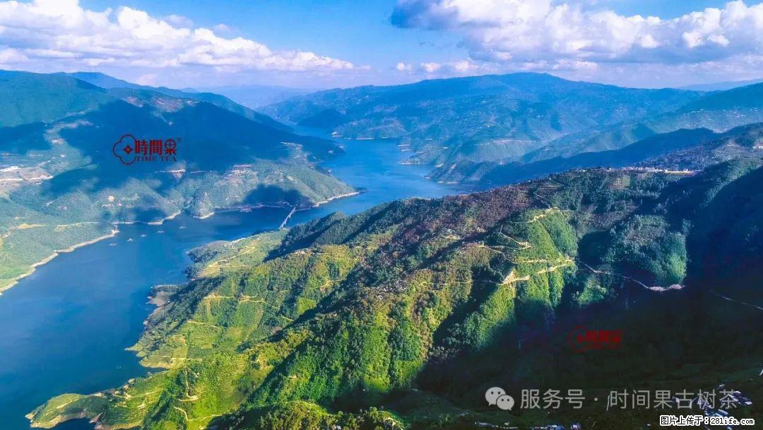 时间果百年古树龙珠普洱生茶 - 购物交流 - 唐山生活社区 - 唐山28生活网 ts.28life.com