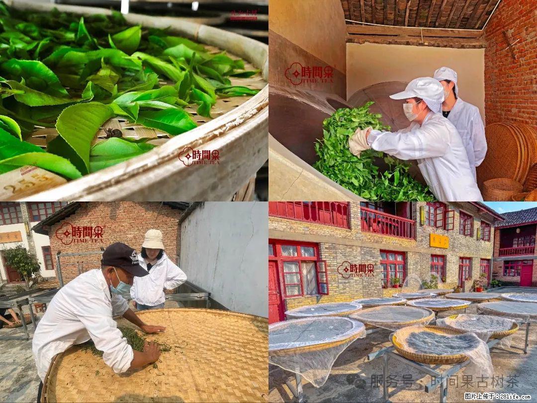时间果百年古树龙珠普洱生茶 - 购物交流 - 唐山生活社区 - 唐山28生活网 ts.28life.com