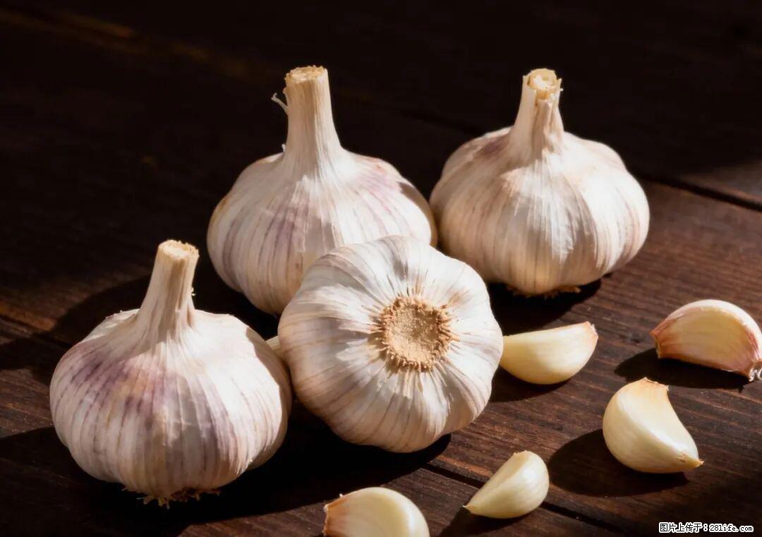 关于大蒜，除了“天然抗生素”，这4个谣言更该警惕! - 唐山生活资讯 - 唐山28生活网 ts.28life.com