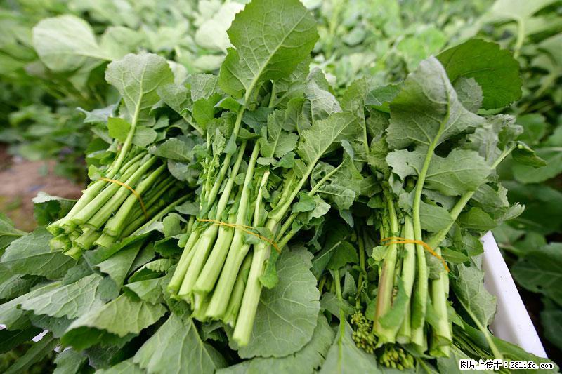 这些蔬菜是“天然钙片”，这6种被医生重点推荐 - 唐山生活资讯 - 唐山28生活网 ts.28life.com